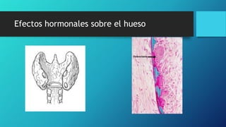 Efectos hormonales sobre el hueso
 