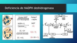 Deficiencia de NADPH deshidrogenasa
 