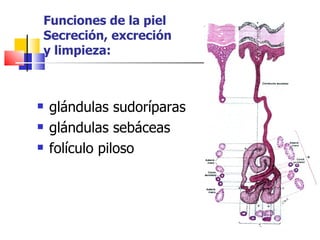 Funciones de la piel
Secreción, excreción
y limpieza:



   glándulas sudoríparas
   glándulas sebáceas
   folículo piloso
 
