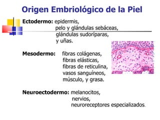 Origen Embriológico de la Piel
Ectodermo: epidermis,
           pelo y glándulas sebáceas,
           glándulas sudoríparas,
           y uñas.

Mesodermo:     fibras colágenas,
               fibras elásticas,
               fibras de reticulina,
               vasos sanguíneos,
               músculo, y grasa.

Neuroectodermo: melanocitos,
                nervios,
                neuroreceptores especializados.
 