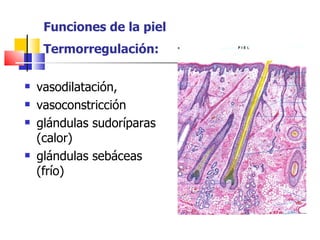 Funciones de la piel
     Termorregulación:

   vasodilatación,
   vasoconstricción
   glándulas sudoríparas
    (calor)
   glándulas sebáceas
    (frío)
 