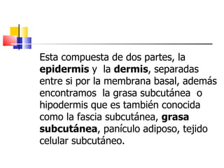 Esta compuesta de dos partes, la
epidermis y la dermis, separadas
entre si por la membrana basal, además
encontramos la grasa subcutánea o
hipodermis que es también conocida
como la fascia subcutánea, grasa
subcutánea, panículo adiposo, tejido
celular subcutáneo.
 