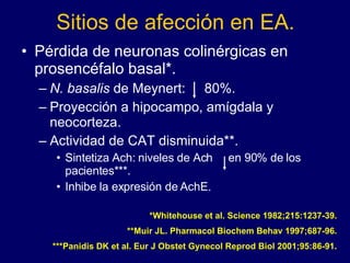 Sitios de afección en EA. Pérdida de neuronas colinérgicas en prosencéfalo basal*. N. basalis  de Meynert:  80%. Proyección a hipocampo, amígdala y neocorteza. Actividad de CAT disminuida**. Sintetiza Ach: niveles de Ach  en 90% de los pacientes***. Inhibe la expresión de AchE. *Whitehouse et al. Science 1982;215:1237-39. **Muir JL. Pharmacol Biochem Behav 1997;687-96. ***Panidis DK et al. Eur J Obstet Gynecol Reprod Biol 2001;95:86-91. 