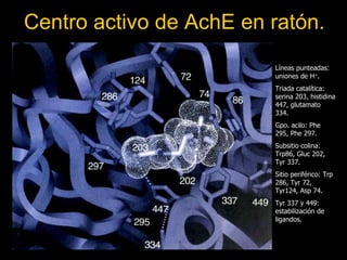 Centro activo de AchE en ratón. Líneas punteadas: uniones de H + . Triada catalítica: serina 203, histidina 447, glutamato 334. Gpo. acilo: Phe 295, Phe 297. Subsitio colina: Trp86, Gluc 202, Tyr 337. Sitio periférico: Trp 286, Tyr 72, Tyr124, Asp 74. Tyr 337 y 449: estabilización de ligandos. 