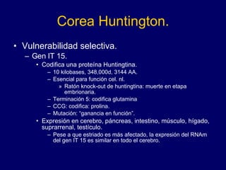 Corea Huntington. Vulnerabilidad selectiva. Gen IT 15. Codifica una proteína Huntingtina. 10 kilobases, 348,000d, 3144 AA. Esencial para función cel. nl. Ratón knock-out de huntingtina: muerte en etapa embrionaria.  Terminación 5: codifica glutamina  CCG: codifica: prolina. Mutación: “ganancia en función”. Expresión en cerebro, páncreas, intestino, músculo, hígado, suprarrenal, testículo. Pese a que estriado es más afectado, la expresión del RNAm del gen IT 15 es similar en todo el cerebro. 