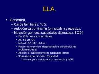 ELA. Genética. Casos familiares: 10%. Autosómica dominante (principalm) y recesiva. Mutación gen enz. superóxido dismutasa: SOD1.  En 20% de casos familiares. Alt. de un AA. Más de 30 difs. alelos. Ratón transgénico: degeneración progresiva de motoneuronas.  Acción nl: catabolismo de radicales libres. “ Ganancia de función”: toxicidad.  Disminuye la actividad enz. en médula y LCR. 