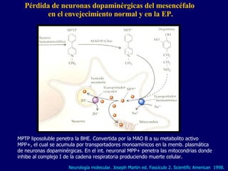 Pérdida de neuronas dopaminérgicas del mesencéfalo  en el envejecimiento normal y en la EP. MPTP liposoluble penetra la BHE. Convertida por la MAO B a su metabolito activo MPP+, el cual se acumula por transportadores monoamínicos en la memb. plasmática de neuronas dopaminérgicas. En el int. neuronal MPP+ penetra las mitocondrias donde inhibe al complejo I de la cadena respiratoria produciendo muerte celular.  Neurología molecular. Joseph Martin ed. Fascículo 2. Scientific American  1998.  
