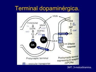 Terminal dopaminérgica. 3MT: 3-metoxitiramina. 