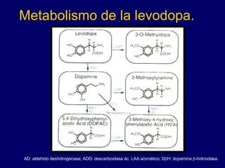 Metabolismo de la levodopa. AD: aldehido deshidrogenasa; ADD:  descarboxilasa ác. LAA aromático; D  H: dopamina   -hidroxilasa . 