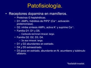 Patofisiología. Receptores dopamina en mamíferos. Proteínas G heptahélicas.  D1: AMPc, hidrólisis de PIP2* (Ca ++ , activación proteincinasa). D2: inhibe síntesis AMPc, activa K +  y suprime Ca ++ . Familia D1: D1 y D5.  Carboxilo-terminal intracel. largo. Familia D2: D2, D3, D4.  3a asa intracel. larga. D1 y D2 abundantes en estriado.  D4 y D5 extraestriado.  D3 poco en estriado, abundante en N. acumbens y tubérculo olfatorio. *fosfatidil-inositol. 