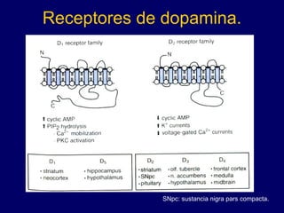 Receptores de dopamina. SNpc: sustancia nigra pars compacta. 