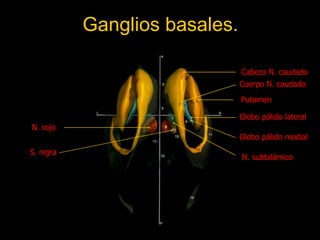 Ganglios basales. Cabeza N. caudado Putamen Cuerpo N. caudado Globo pálido lateral N. subtalámico N. rojo Globo pálido medial S. nigra 
