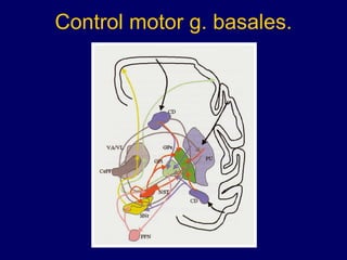 Control motor g. basales. 
