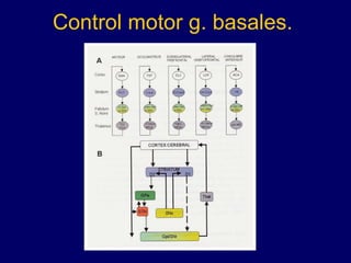 Control motor g. basales. 