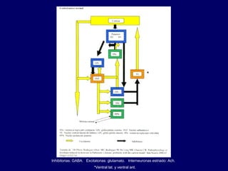 Inhibitorias: GABA.  Excitatorias: glutamato.  Interneuronas estriado: Ach. *Ventral lat. y ventral ant. * 