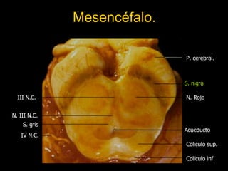 Mesencéfalo. P. cerebral. S. nigra N. Rojo Acueducto Colículo sup. Colículo inf. S. gris N. III N.C. III N.C. IV N.C. 