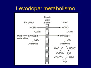 Levodopa: metabolismo 