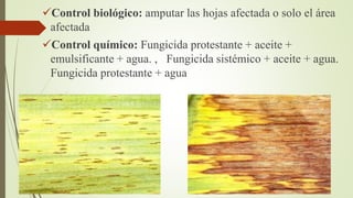 Enfermedades del las musaceas | PPTX