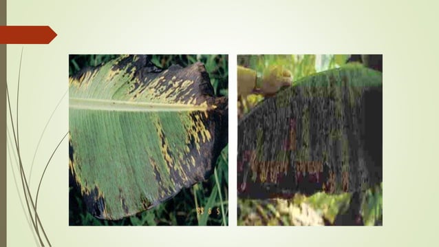 Enfermedades del las musaceas | PPTX