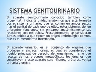 El aparato genitourinario conocido también como
urogenital, indica la unidad anatómica que está formada
por el sistema urinario, que es común en ambos sexos,
más el genital de cada uno de ellos, estos sistemas tienen
diferentes funciones, sin embargo anatómicamente sus
relaciones son estrechas. Frecuentemente se consideran
juntos debido a que tienen un origen embriológico común,
que es el mesodermo intermedio.
El aparato urinario, es el conjunto de órganos que
producen y excretan orina, el cual es considerado el
liquido principal de desecho del organismo, mismo que
resulta de los procesos metabólicos; los órganos que
constituyen a este aparato son: riñones, uréteres, vejiga
urinaria y uretra.
 