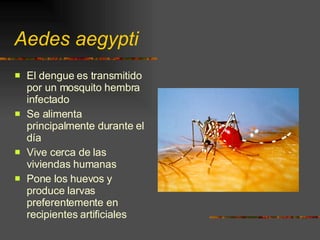 Aedes aegypti El dengue es transmitido por un mosquito hembra infectado Se alimenta principalmente durante el día Vive cerca de las viviendas humanas Pone los huevos y produce larvas preferentemente en recipientes artificiales 