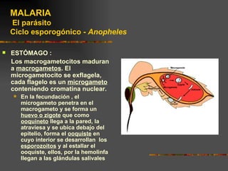 MALARIA
    El parásito
    Ciclo esporogónico - Anopheles

   ESTÓMAGO :
    Los macrogametocitos maduran
    a macrogametos. El
    microgametocito se exflagela,
    cada flagelo es un microgameto
    conteniendo cromatina nuclear.
       En la fecundación , el
        microgameto penetra en el
        macrogameto y se forma un
        huevo o zigote que como
        ooquineto llega a la pared, la
        atraviesa y se ubica debajo del
        epitelio, forma el ooquiste en
        cuyo interior se desarrollan los
        esporozoitos y al estallar el
        ooquiste, ellos, por la hemolinfa
        llegan a las glándulas salivales
 