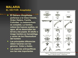 MALARIA
EL VECTOR: Anopheles

    El Género Anopheles
     pertenece a la Clase Insecta,
     Orden Diptera, Familia
     Culicidae. La metamorfosis
     es completa. La hembra
     coloca los huevos sueltos, en
     agua, allí se desarrollan las
     larvas y las pupas. El adulto o
     imago hembra es hematófaga
     y vector de los Plasmodium
     del hombre
    Las principales diferencias
     deben hacerse con los
     géneros Culex y Aedes.
    Las especies antropofílicas
     son las más importantes
 