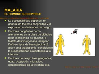 MALARIA
EL HOMBRE SUSCEPTIBLE

   La susceptibilidad depende, en
    general de factores congénitos y la
    exposición a situaciones de riesgo.
   Factores congénitos como
    alteraciones en la clase de glóbulos
    rojos (deficiencia de glucosa -6
    fosfato deshidrogenasa, antígeno
    Duffy) o tipos de hemoglobina (S,
    alfa y beta thalassemia) condicionan
    la susceptibilidad o resistencia a la
    infección.
   Factores de riesgo área geográfica,
    edad, ocupación, migración,
    características de la vivienda, etc.
 