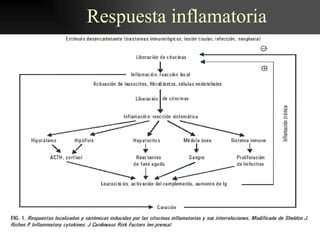 Respuesta inflamatoria
 