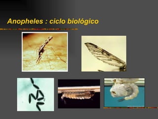Anopheles : ciclo biológico
 