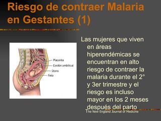 Riesgo de contraer Malaria
en Gestantes (1)
              Las mujeres que viven
                en áreas
                hiperendémicas se
                encuentran en alto
                riesgo de contraer la
                malaria durante el 2°
                y 3er trimestre y el
                riesgo es incluso
                mayor en los 2 meses
                después del parto
               The New England Journal of Medicine
 