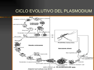CICLO EVOLUTIVO DEL PLASMODIUM
 