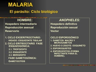 MALARIA
   El parásito: Ciclo biológico

         HOMBRE:                     ANOPHELES:
Hospedero intermediario        Hospedero definitivo
Reproducción asexual           Reproducción sexual
Reservorio                     Vector

1. CICLO EXOERITROCITARIO:     CICLO ESPOROGÓNICO
  HIGADO: ESQUIZONTE TISULAR   1. GAMETOS: MACRO Y
2. CICLO ERITROCITARIO FASE        MICROGAMETOS
    ESQUIZOGÓNICA:             2. HUEVO O ZIGOTE: OOQUINETO
  2.1. TROFOZOITO              3. ESPOROQUISTES
  2.2. ESQUIZONTE              4. ESPOROZOITOS (FORMA
                                   INFECTANTE PARA EL
  2.3. MEROZOITO                   HOMBRE).
  FASE GAMETOGÓNICA:
  GAMETOCITIOS
 
