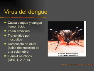 Virus del dengue
   Causa dengue y dengue
    hemorrágico
   Es un arbovirus
   Transmitido por
    mosquitos
   Compuesto de ARN
    (ácido ribonucleico) de
    una sola hebra
   Tiene 4 serotipos
    (DEN-1, 2, 3, 4)
 