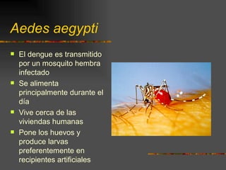 Aedes aegypti
   El dengue es transmitido
    por un mosquito hembra
    infectado
   Se alimenta
    principalmente durante el
    día
   Vive cerca de las
    viviendas humanas
   Pone los huevos y
    produce larvas
    preferentemente en
    recipientes artificiales
 