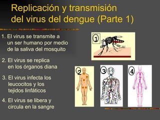 Replicación y transmisión
    del virus del dengue (Parte 1)
1. El virus se transmite a
   un ser humano por medio
                                   1
   de la saliva del mosquito

2. El virus se replica
   en los órganos diana
                               2       3   4
3. El virus infecta los
   leucocitos y los
   tejidos linfáticos
4. El virus se libera y
   circula en la sangre
 