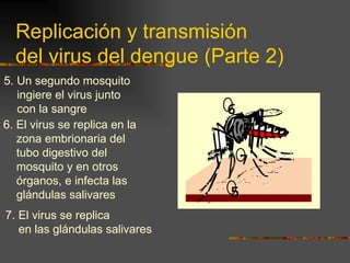 Replicación y transmisión
  del virus del dengue (Parte 2)
5. Un segundo mosquito
   ingiere el virus junto
   con la sangre                6
6. El virus se replica en la
   zona embrionaria del
   tubo digestivo del
   mosquito y en otros
                                    7
   órganos, e infecta las
   glándulas salivares          5
7. El virus se replica
   en las glándulas salivares
 