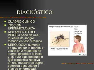 DIAGNÓSTICO
   CUADRO CLÍNICO
    NOCIÓN
    EPIDEMIOLÓGICA
   AISLAMIENTO DEL
    VIRUS a partir de una
    muestra de sangre
    tomada en fase virémica
   SEROLOGIA: aumento
    de IgG en por lo menos 4
    veces en 2 muestras de
    sueros extraídos al inicio
    y 15 a 20 días después o
    IgM específica reactiva
    en una muestra de suero
    obtenida después de 7
    días de enfermedad.
 