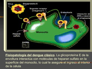 Fisiopatología del dengue clásico. La glicoproteína E de la
envoltura interactúa con moléculas de heparan sulfato en la
superficie del monocito, lo cual le asegura el ingreso al interior
de la célula
 