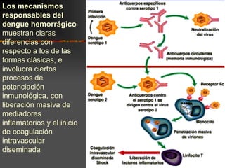 Los mecanismos
responsables del
dengue hemorrágico
muestran claras
diferencias con
respecto a los de las
formas clásicas, e
involucra ciertos
procesos de
potenciación
inmunológica, con
liberación masiva de
mediadores
inflamatorios y el inicio
de coagulación
intravascular
diseminada
 