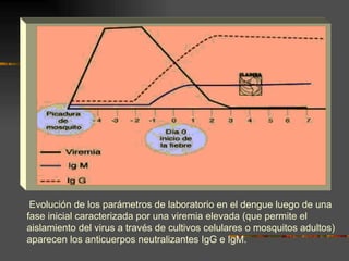 Evolución de los parámetros de laboratorio en el dengue luego de una
fase inicial caracterizada por una viremia elevada (que permite el
aislamiento del virus a través de cultivos celulares o mosquitos adultos)
aparecen los anticuerpos neutralizantes IgG e IgM.
 