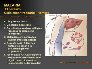 MALARIA
El parásito
Ciclo exoeritrocitario - Hombre

   Esquizonte tisular:
1. Ubicación: hepatocito
2. Constitución: nucleos múltiples
    rodeados de citoplasma
    (merozoitos)
3. Multiplicación: merozoitos
    invaden otros hepatocitos
4. Después de 6-12 días, los
    merozoitos pasan a la
    circulación general
    (criptozoitos).
5. En P. Vivax y P. Ovale algunos
    esquizontes permanecen en el
    hígado como hipnozoitos
    (responsables de las recaidas)
 