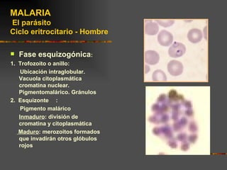 MALARIA
El parásito
Ciclo eritrocitario - Hombre

   Fase esquizogónica:
1. Trofozoito o anillo:
    Ubicación intraglobular.
   Vacuola citoplasmática
   cromatina nuclear.
   Pigmentomalárico. Gránulos
2. Esquizonte :
    Pigmento malárico
   Inmaduro: división de
   cromatina y citoplasmática
   Maduro: merozoitos formados
   que invadirán otros glóbulos
   rojos
 