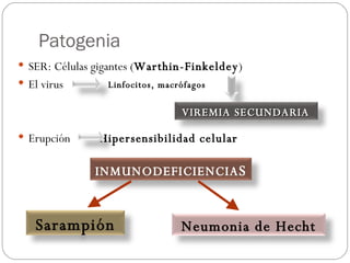Patogenia SER: Células gigantes ( Warthin-Finkeldey ) El virus Erupción  Hipersensibilidad celular Linfocitos, macrófagos VIREMIA SECUNDARIA INMUNODEFICIENCIA S Neumonia de Hecht Sarampión 
