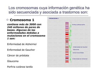 Los cromosomas cuya información genética ha sido secuenciada y asociada a trastornos son: Cromosoma 1 contiene más de 3000 con 240 millones de pares de bases. Algunas de las enfermedades debidas a mutaciones en el cromosoma 1 son: Enfermedad de Alzheimer  Enfermedad de Gaucher Cáncer de próstata Glaucoma Porfiria cutánea tardía 