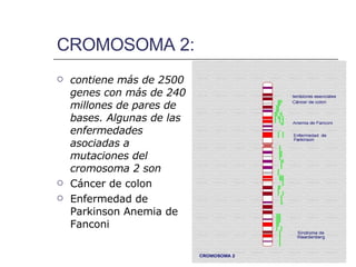 CROMOSOMA 2: contiene más de 2500 genes con más de 240 millones de pares de bases. Algunas de las enfermedades asociadas a mutaciones del cromosoma 2 son   Cáncer de colon Enfermedad de Parkinson Anemia de Fanconi 