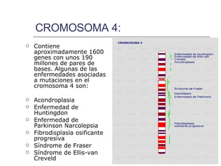 CROMOSOMA 4: Contiene aproximadamente 1600 genes con unos 190 millones de pares de bases. Algunas de las enfermedades asociadas a mutaciones en el cromosoma 4 son:  Acondroplasia  Enfermedad de Huntingdon Enfermedad de Parkinson Narcolepsia Fibrodisplasia osificante progresiva Síndrome de Fraser Síndrome de Ellis-van Creveld   