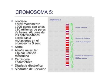 CROMOSOMA 5: contiene aproximadamente 1700 genes con unos 180 millones de pares de bases. Algunas de las enfermedades asociadas a mutaciones en el cromosoma 5 son:  Asma Atrofia muscular espinal Calvicie másculina  Carcinoma endométrico Displasia diastrófica  Síndrome de Cockaine  