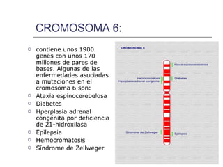 CROMOSOMA 6: contiene unos 1900 genes con unos 170 millones de pares de bases. Algunas de las enfermedades asociadas a mutaciones en el cromosoma 6 son: Ataxia espinocerebelosa  Diabetes Hperplasia adrenal congénita por deficiencia de 21-hidroxilasa  Epilepsia Hemocromatosis  Síndrome de Zellweger   
