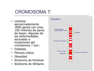CROMOSOMA 7: contiene aproximadamente 1800 genes con unos 150 millones de pares de bases. Algunas de las enfermedades asociadas a mutaciones del cromosoma 7 son: Diabetes Fibrosis cística Obesidad Síndrome de Pendred  Síndrome de Williams   